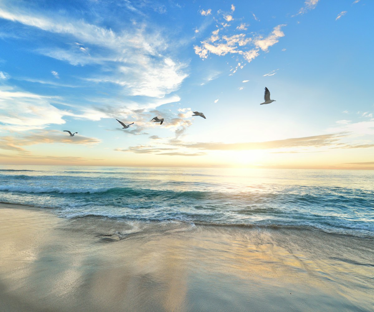 Birds flying over the sea at sunrise